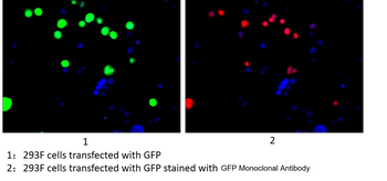 GFP Tag Antibody