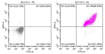 GFP Tag Antibody