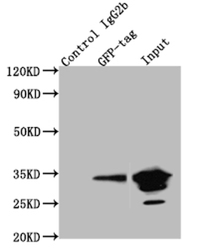 GFP Tag Antibody