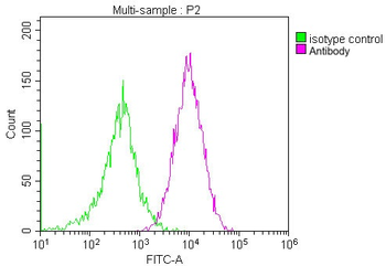 CD81 Antibody