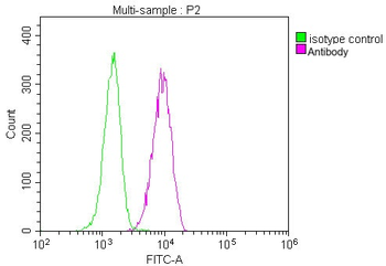 CD81 Antibody