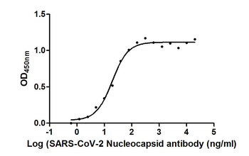 Nucleoprotein (NTD) Antibody