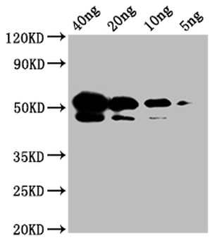 Nucleoprotein (NTD) Antibody