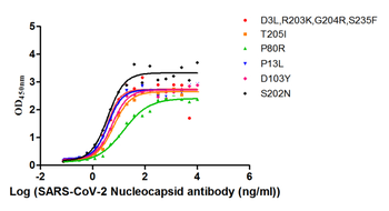 Nucleoprotein (NTD) Antibody