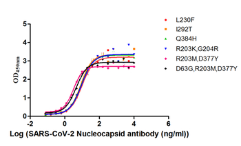 Nucleoprotein (NTD) Antibody