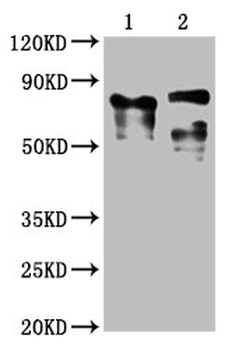 LAG3 Antibody