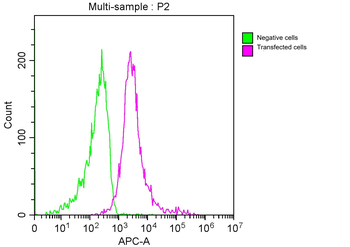 LAG3 Antibody