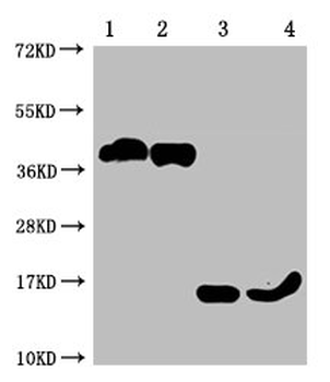 TNFRSF17 Antibody