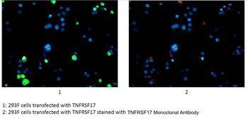 TNFRSF17 Antibody