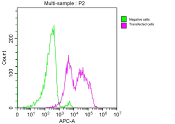 TNFRSF17 Antibody