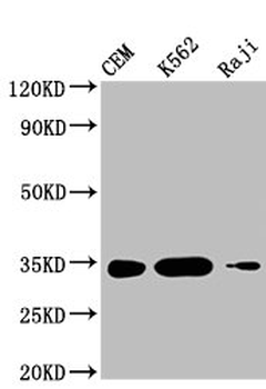 CTLA4 Antibody