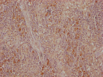 CTLA4 Antibody