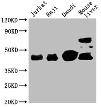 CD48 Antibody