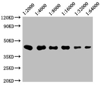 CD48 Antibody