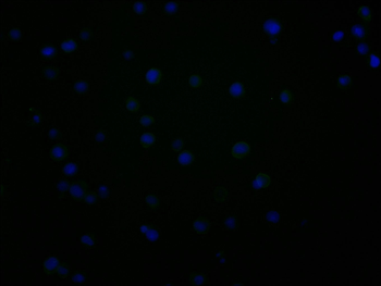 CD48 Antibody