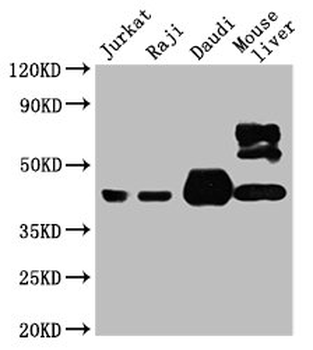 CD48 Antibody