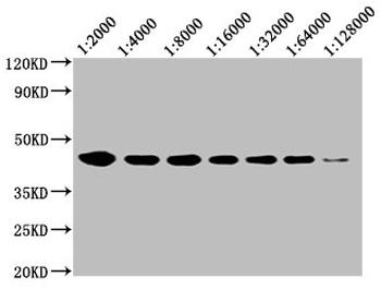 CD48 Antibody