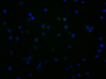 CD48 Antibody