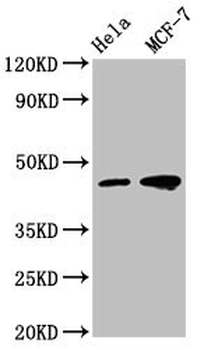 TSG101 Antibody