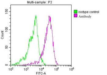 CD9 Antibody