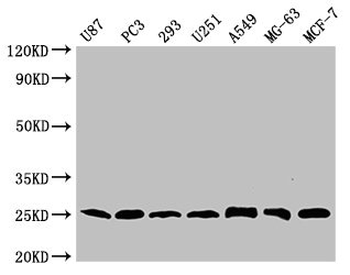 CD9 Antibody
