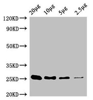 CD9 Antibody