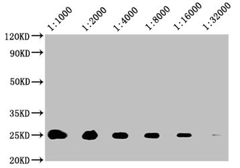 CD9 Antibody
