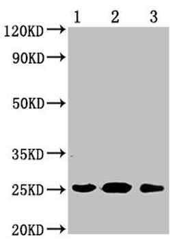 CD9 Antibody