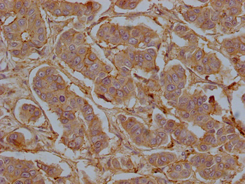 CD9 Antibody