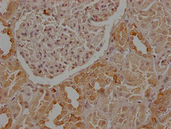 CD9 Antibody