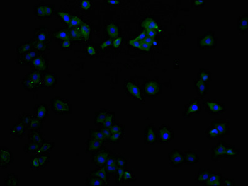 CD9 Antibody