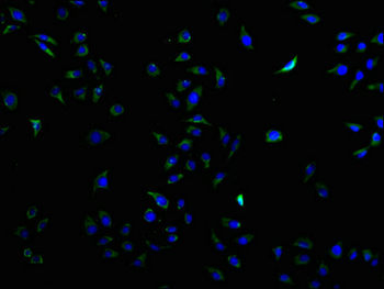 CD9 Antibody