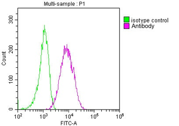 CD63 Antibody