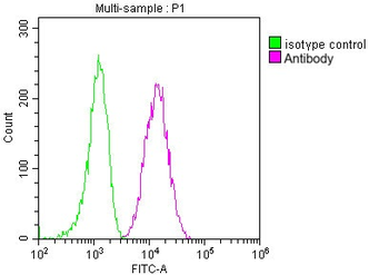 CD63 Antibody