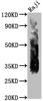CD63 Antibody