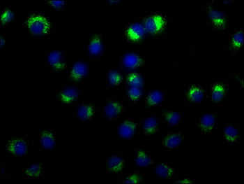 CD63 Antibody