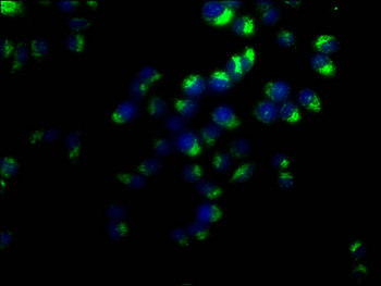 CD63 Antibody