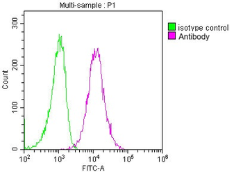 CD63 Antibody