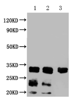 CD63 Antibody