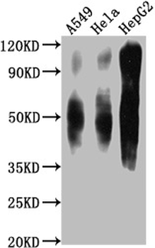 CD63 Antibody