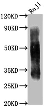 CD63 Antibody