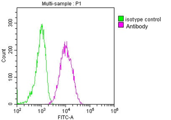 CD63 Antibody