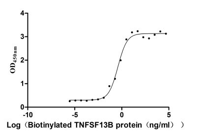 Recombinant Human Tumor necrosis factor ligand superfamily member 13B (TNFSF13B), partial, Biotinylated (Active)