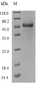 Recombinant Human Tumor necrosis factor ligand superfamily member 13B (TNFSF13B), partial, Biotinylated (Active)