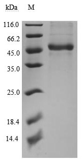 Recombinant Human Tumor necrosis factor ligand superfamily member 14 (TNFSF14), partial, Biotinylated (Active)
