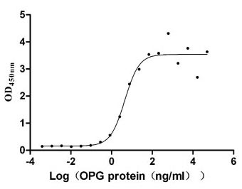 Recombinant Human Tumor necrosis factor receptor superfamily member 11B (TNFRSF11B) (Active)