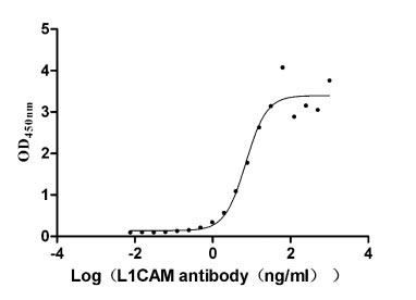 Recombinant Human Neural cell adhesion molecule L1 (L1CAM), partial (Active)