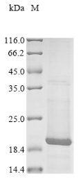 Recombinant Human herpesvirus 6B U24 protein (U24)
