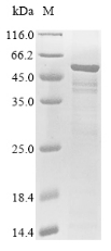 Recombinant Human Fukutin(FKTN)