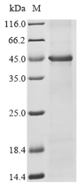 Recombinant Bovine 7-dehydrocholesterol reductase (DHCR7)